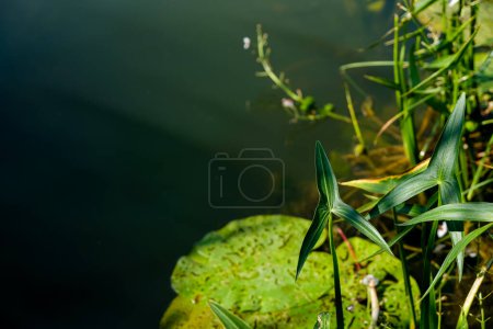 Photo for Wetlands plants. Sagittaria sagittifolia or arrowhead. Water background. Morning sunlight. Copy space. - Royalty Free Image