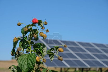 Téléchargez les photos : Agrovoltaïque sur framboises. Le buisson de baies sur le fond du panneau solaire. Espace de copie. - en image libre de droit