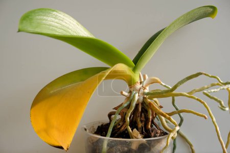 Téléchargez les photos : Orchidée à feuille jaune. Lumière du soleil. Maison de soins des plantes. - en image libre de droit