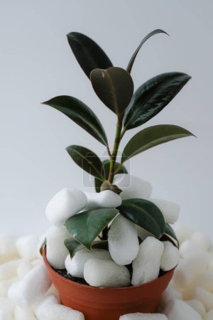 Photo for Biodegradable packing peanuts. Ficus. Flowerpot. - Royalty Free Image