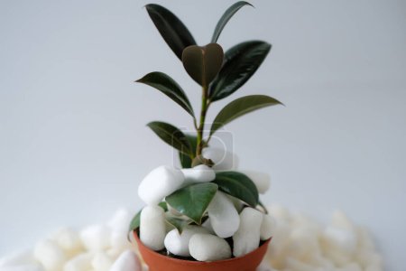 Téléchargez les photos : Arachides d'emballage biodégradables. Ficus. Pot de fleurs. - en image libre de droit