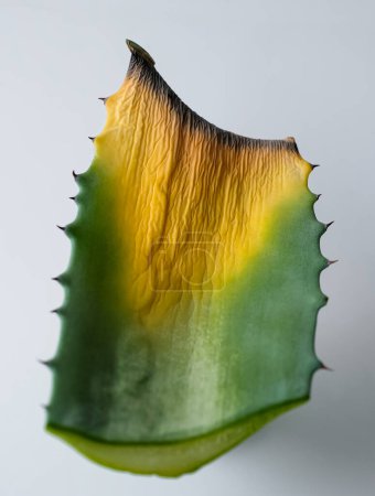 Téléchargez les photos : Les feuilles d'agave jaunissent. Entretien des plantes domestiques. Concentration sélective. - en image libre de droit