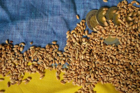 Weizensamen auf dem Hintergrund der gelben und blauen Flagge. Geld. Das Dilemma ukrainischer Getreideimporte in der EU. Kopierraum.