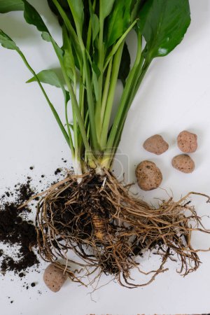 Spathiphyllum or Peace Lily roots bound. Dirt. Expanded clay. House plant transplantation. Propagation, dividing perennials.