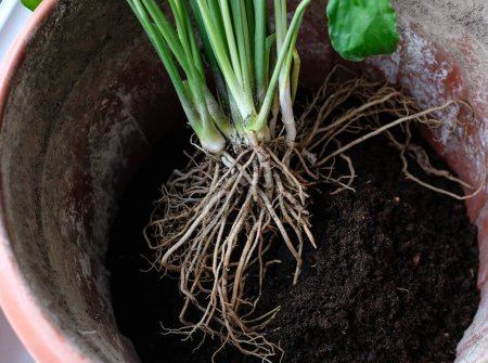Spathiphyllum roots. House plant care. Propagation, dividing perennials.
