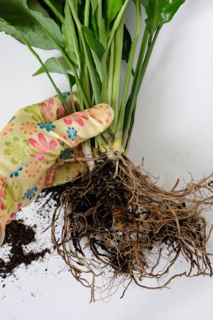Gloved hand holding Spathiphyllum roots bound. House plant care. Propagation, dividing perennials.