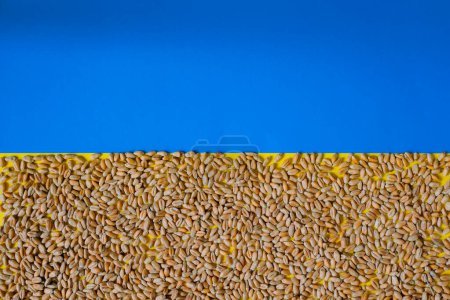 Weizen. Ukrainische Flagge. Getreidestreit. Nationale Sicherheit. Kopierraum.