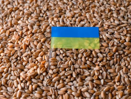 Ukrainisches Korn. Weizensamen. Ukrainische Flagge. Aussäen. Ernte.