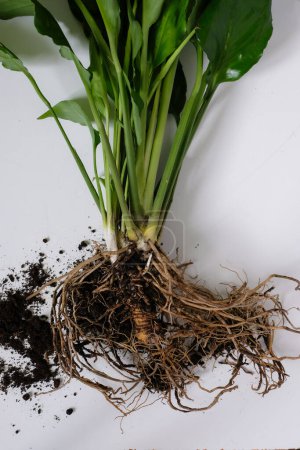 Spathiphyllum or Peace Lily Roots Bound. Dirt. House Plant Transplantation. Propagation, Dividing Perennials.