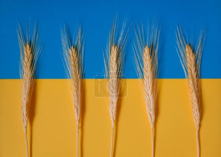 Spikelets. Ukrainian Flag Background. Sowing. Harvesting. 