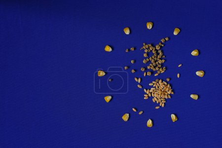 Photo for Corn Grains. Wheat. Beet Seeds. Blue Background. European Union Flag. EU Agricultural Policies. Farmers Concerns. - Royalty Free Image