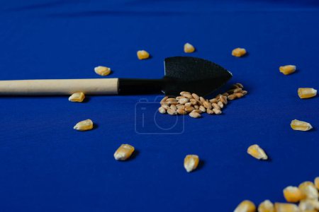 Photo for Corn Grains. Wheat. Blue Background. Shovel. European Union Flag. Agricultural Policies. Farmers Concerns. - Royalty Free Image