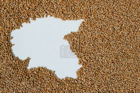 Mapa de Estonia lleno de grano de trigo. Espacio para texto.