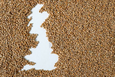Map of United Kingdom filled with wheat grain. Copy space.