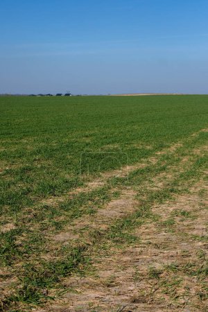Campo agrícola. Vegetación estrés del trigo de invierno. Hojas decoloradas.
