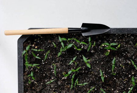 Sprouted peppers. Little shovel. Plastic plant tray. Home cultivation. Top view.