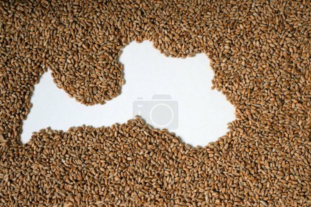 Map of Latvia filled with wheat grain. Copy space.