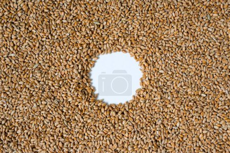 Photo for Round frame of wheat. Wheat seeds. Grains. Copy space. - Royalty Free Image
