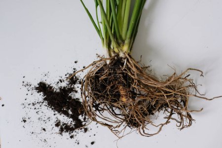 Spathiphyllum or Peace Lily Roots Bound. Dirt. House Plant Transplantation. Propagation, Dividing Perennials.