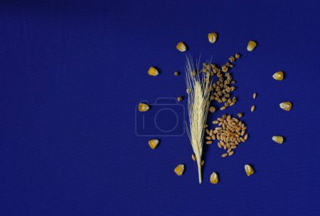 Granos de maíz. Trigo. Semillas de remolacha. Oído de centeno. Fondo azul. Bandera de la Unión Europea. Políticas agrícolas de la UE. Copiar espacio.
