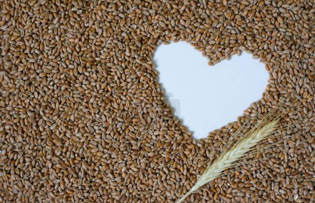 Heart frame of wheat. Ear of rye. Wheat seeds. Grains. Copy space. Mockup.