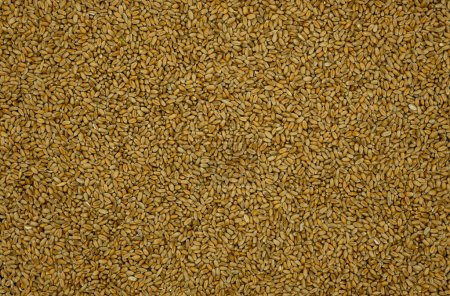 Wheat. Grain. Background. Agricultural surface.