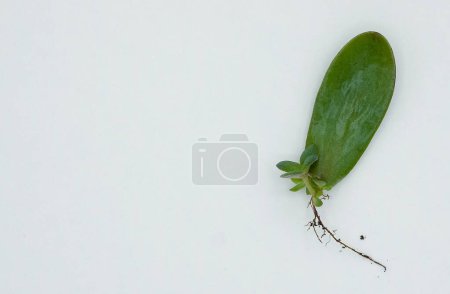 Houseplant Crassula Ovata, jade plant, or money tree. Succulent. Propagation from cutting of leaf.