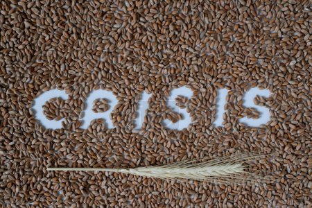 The word Crisis. Wheat background. Ear of rye. Grain crisis.