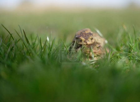 Breeding season. Common toad. Bufo bufo. Amplexus as part of the mating process. Shallow depth of field. Copy space.