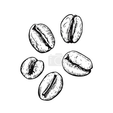 Ilustración de Coffee beans engraving black color outline vintage style vector illustration. - Imagen libre de derechos