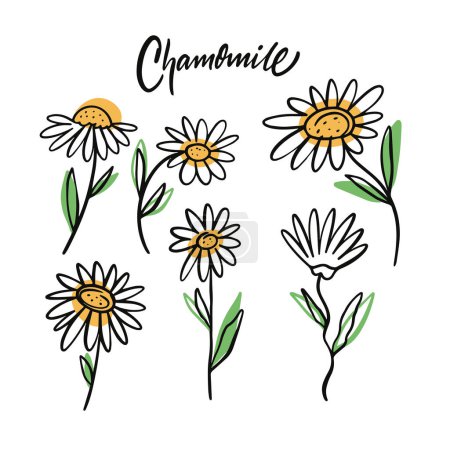 Illustration for Different chamomile set hand drawn colorful clipart. Cartoon style vector art isolated on white background. - Royalty Free Image