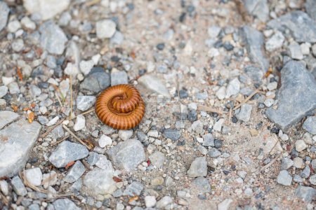 Foto de Un pequeño milpiés marrón acurrucado en el suelo rodeado de pequeñas piedras. - Imagen libre de derechos