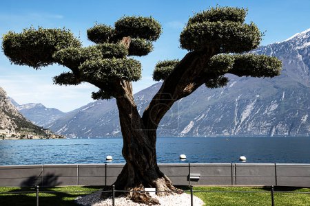 Limones Lebende Skulptur: Der Olivenbaum vom Gardasee. Ein elegant bepflanzter Olivenbaum steht stolz vor dem weiten Blick auf den Gardasee und die imposanten Berge von Limone, Italien.