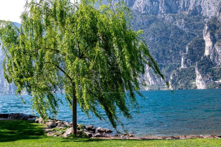 Photo for A tranquil scene at Lake Garda with a willow tree at the foreground, overlooking calm blue waters against a backdrop of towering cliffs. - Royalty Free Image
