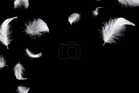 Photo for White floating feather isolated on a black background. - Royalty Free Image