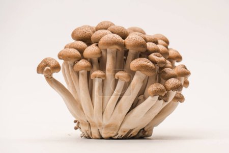 Téléchargez les photos : Raw beech mushrooms isolated on a white background. - en image libre de droit