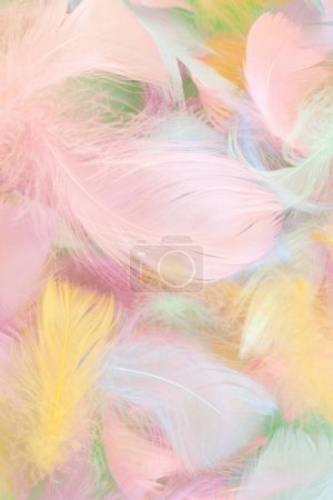 Photo for Colorful feather on mint background, top view. - Royalty Free Image