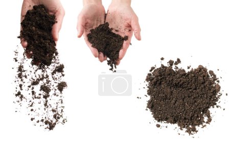 Photo for Brown soil in woman hands isolated on white background. The soil falls out of hand. - Royalty Free Image