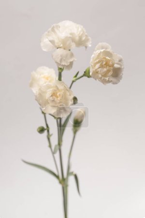 Foto de Flor blanca de clavel hermosa aislada sobre un fondo blanco. - Imagen libre de derechos