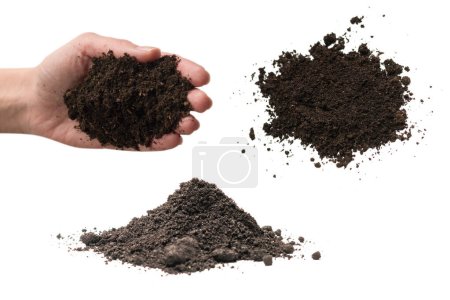 Photo for Brown soil in woman hands isolated on white background. The soil falls out of hand. - Royalty Free Image