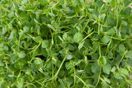 Photo for Pea sprouts isolated on a white background. - Royalty Free Image