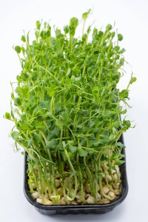 Photo for Pea sprouts isolated on a white background. - Royalty Free Image