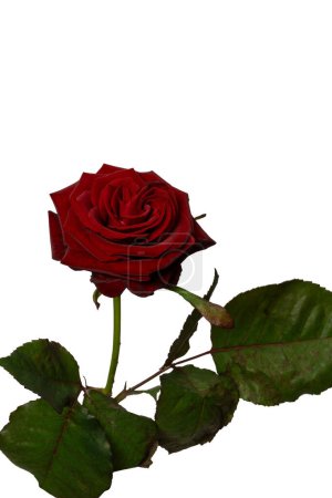 Photo for Beautiful red rose isolated on a white background. - Royalty Free Image