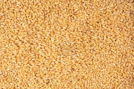Photo for Wheat grain as a background. Top view. - Royalty Free Image