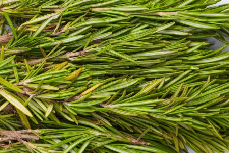 Photo for Fresh rosemary herb isolated on a white background. - Royalty Free Image