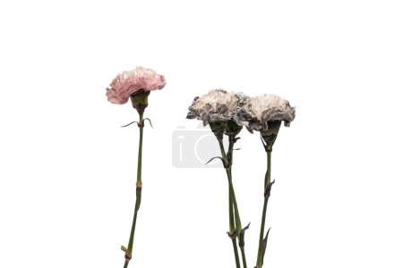 Photo for Pink beautiful carnation flower isolated on a white background. - Royalty Free Image