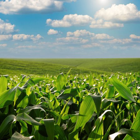 Foto de Campo verde de tallos de maíz joven bajo el cielo azul en Ucrania - Imagen libre de derechos