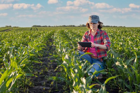 Photo for Middle age female caucasian maize farmer with tablet computer kneeled for inspection stalks at field - Royalty Free Image
