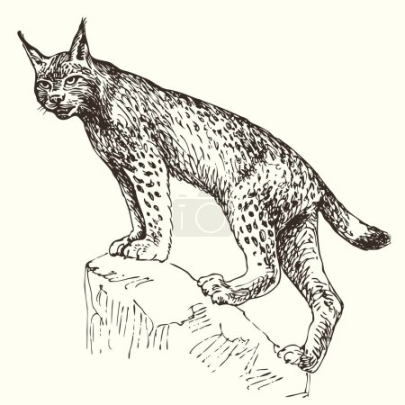 Téléchargez les illustrations : Dessin vectoriel, dessiné à la main réaliste du lynx prédateur - en licence libre de droit