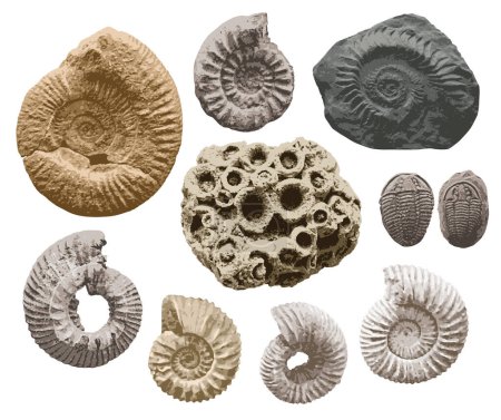 Illustration for Set of vector objects sea stone with imprints of shells of ancient ammonite shells and trilobites. exhibits of the paleontological museum from extinct marine mollusks and animals of the ocean fauna. - Royalty Free Image